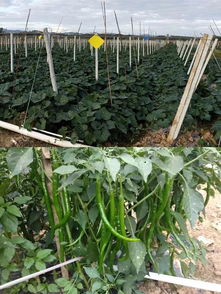 決勝2019 牙叉鎮(zhèn)農(nóng)副產(chǎn)品展銷會人氣高漲，銷售額突破6.1萬元